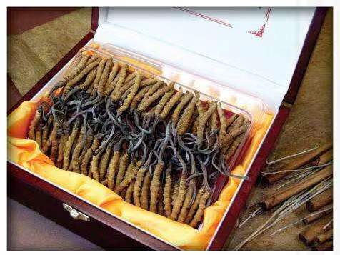 石排镇冬虫夏草回收